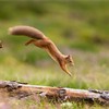 Red Squirrel (Sciurus vulgaris)  adult in summer coat leaping between fallen logs